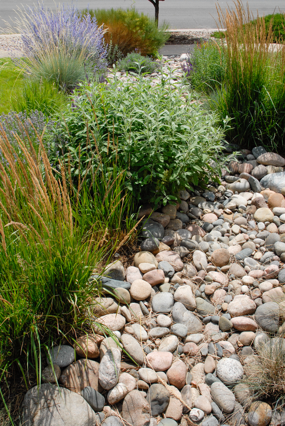 Southwest Spin Xeriscape